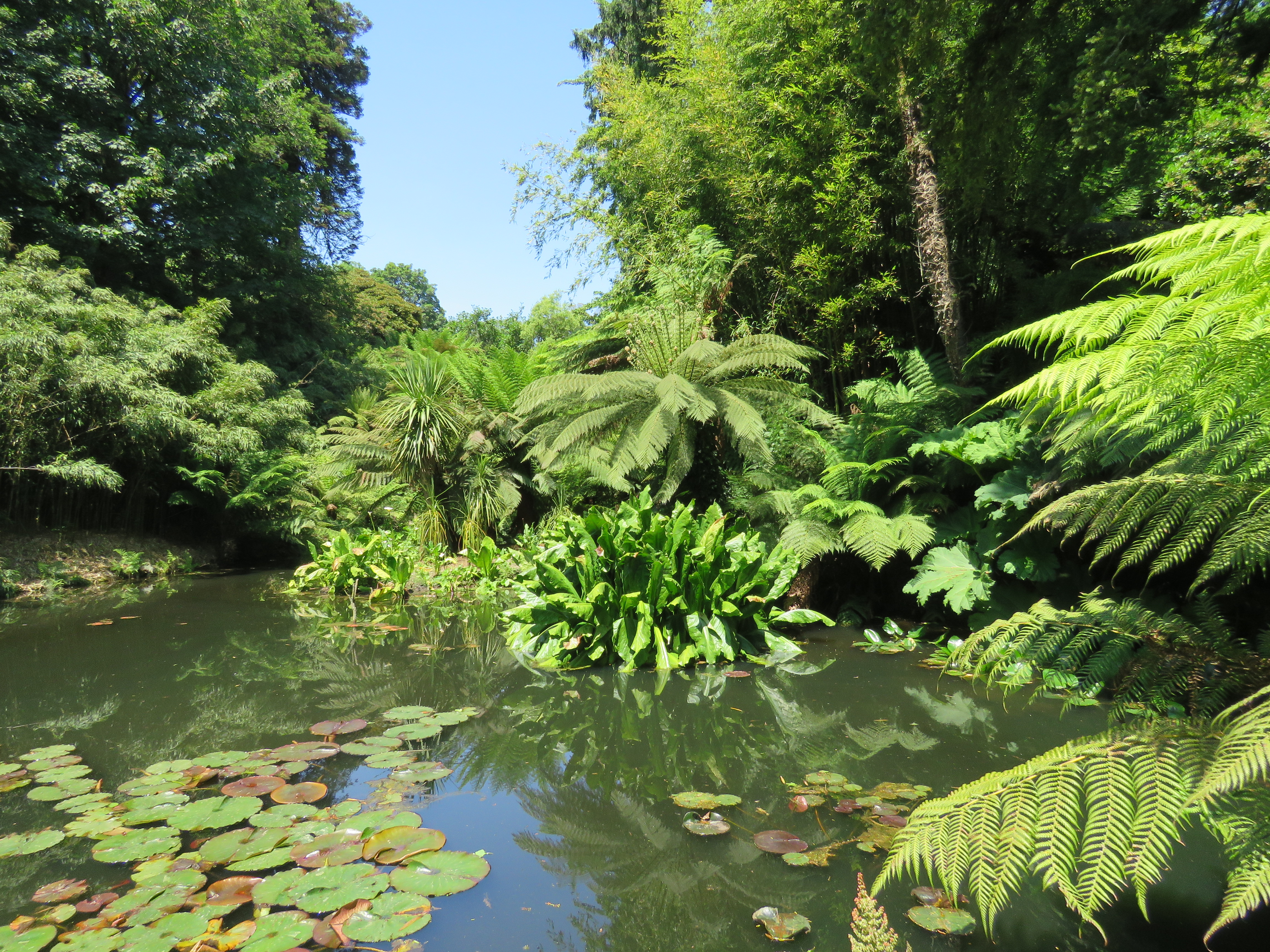 The jungle pool at Heligan.