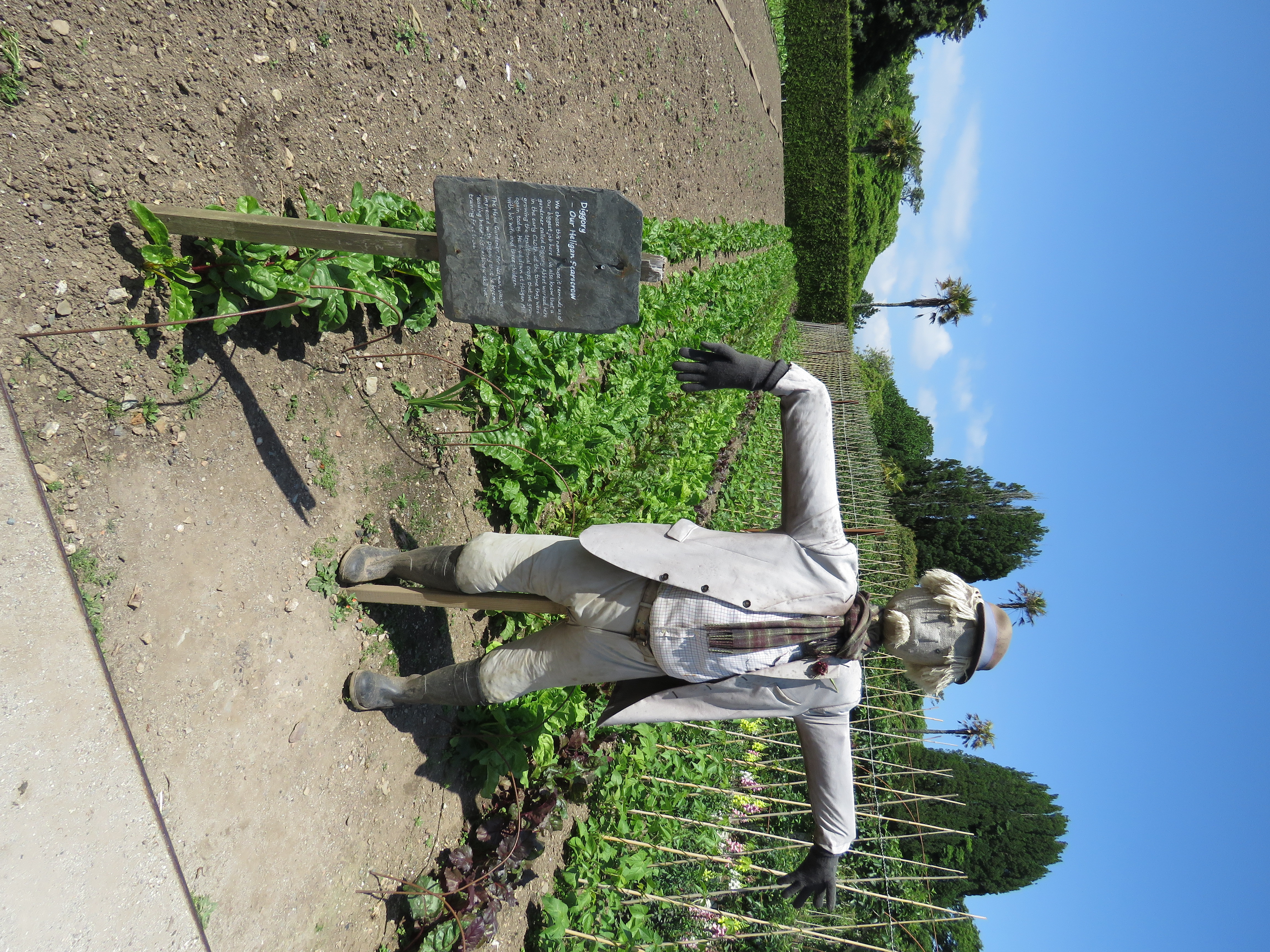 Diggory the scarecrow standing in the kitchen garden at Heligan