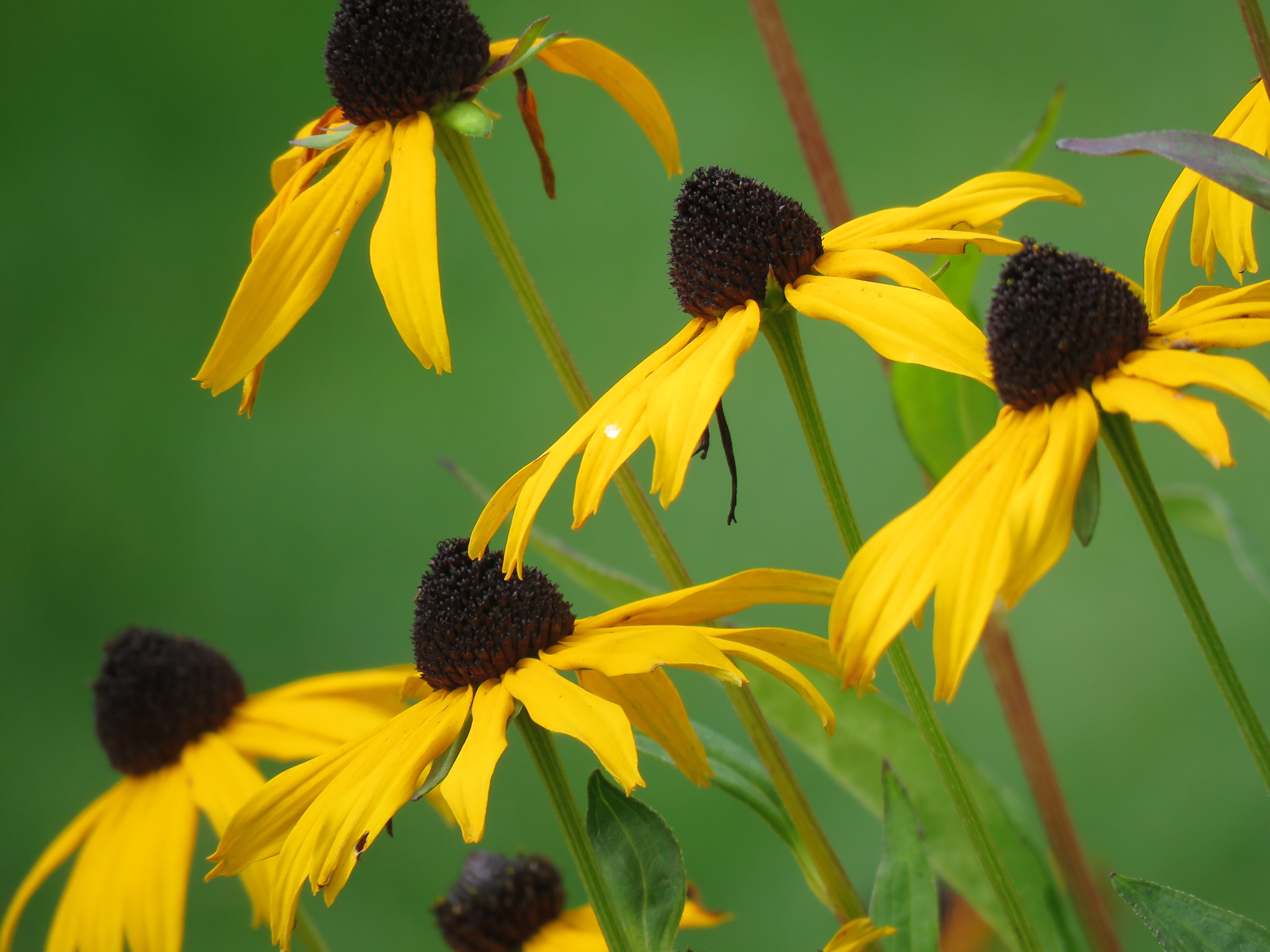 Rudbeckias at Lanhydrock in the herbaceous borders.