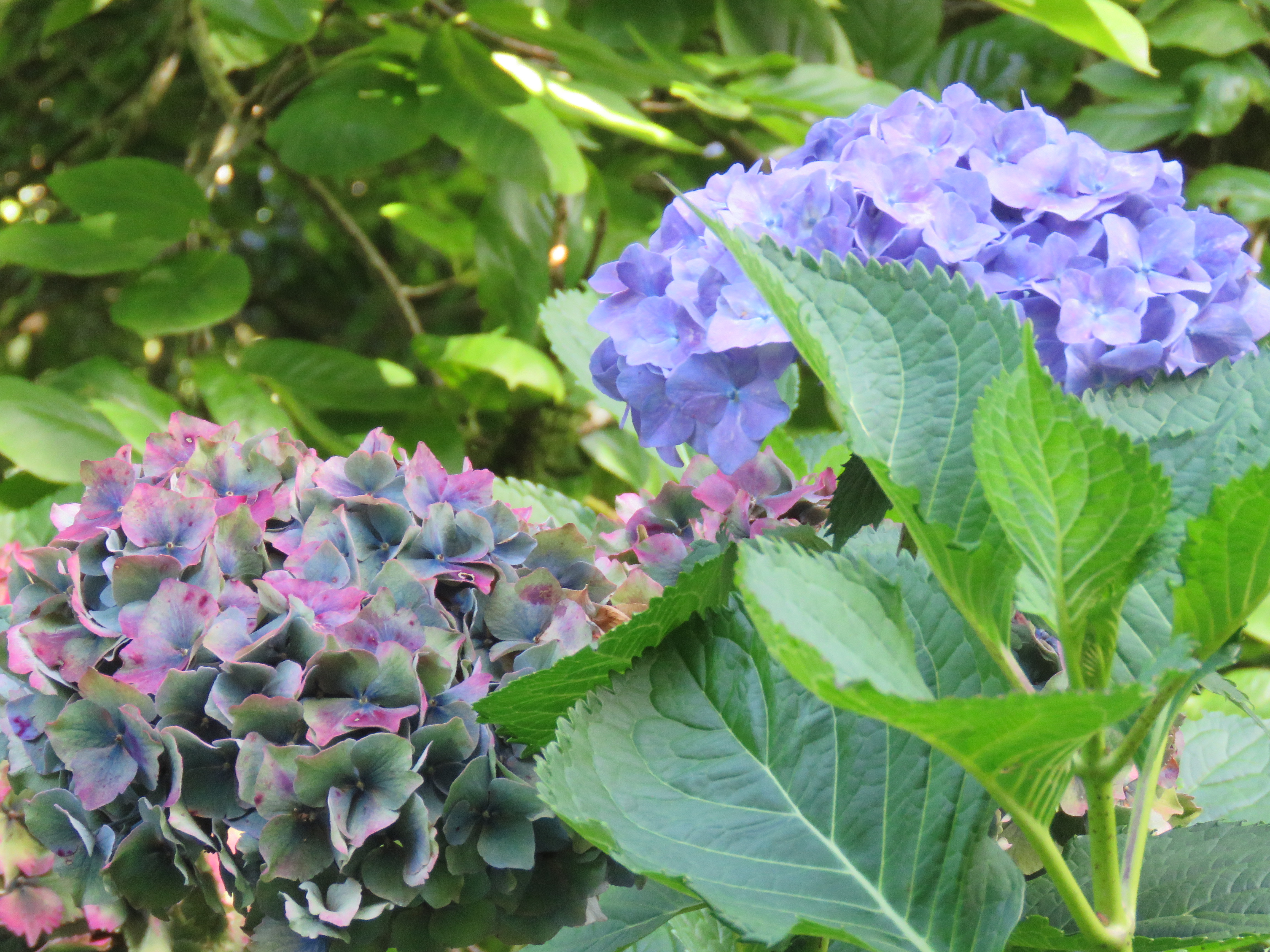 Hydrangeas at Lanhydrock in the upper gardens.