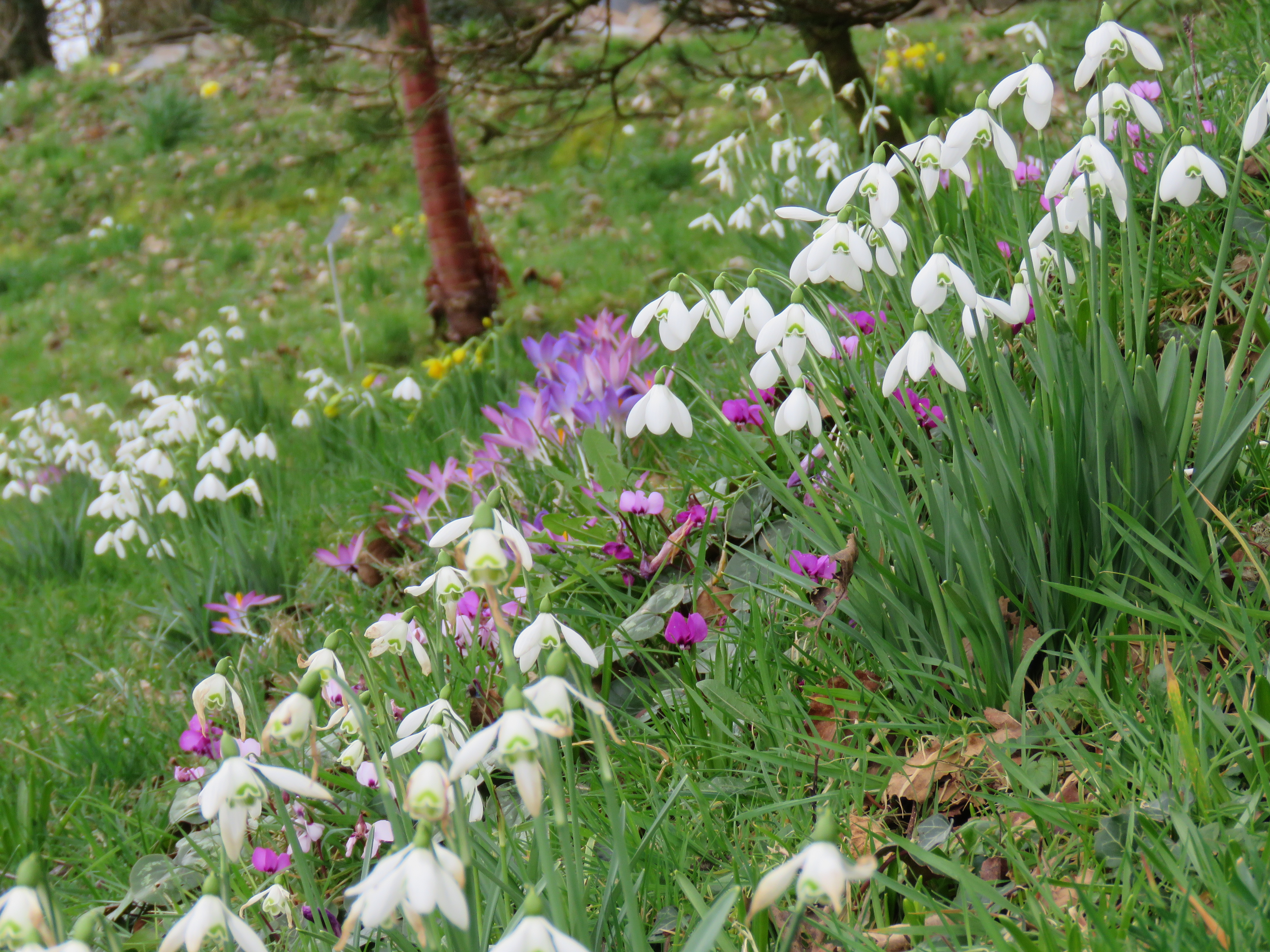 Drifts of snowdrops and crocus at The Garden House, Buckland Monachorum.