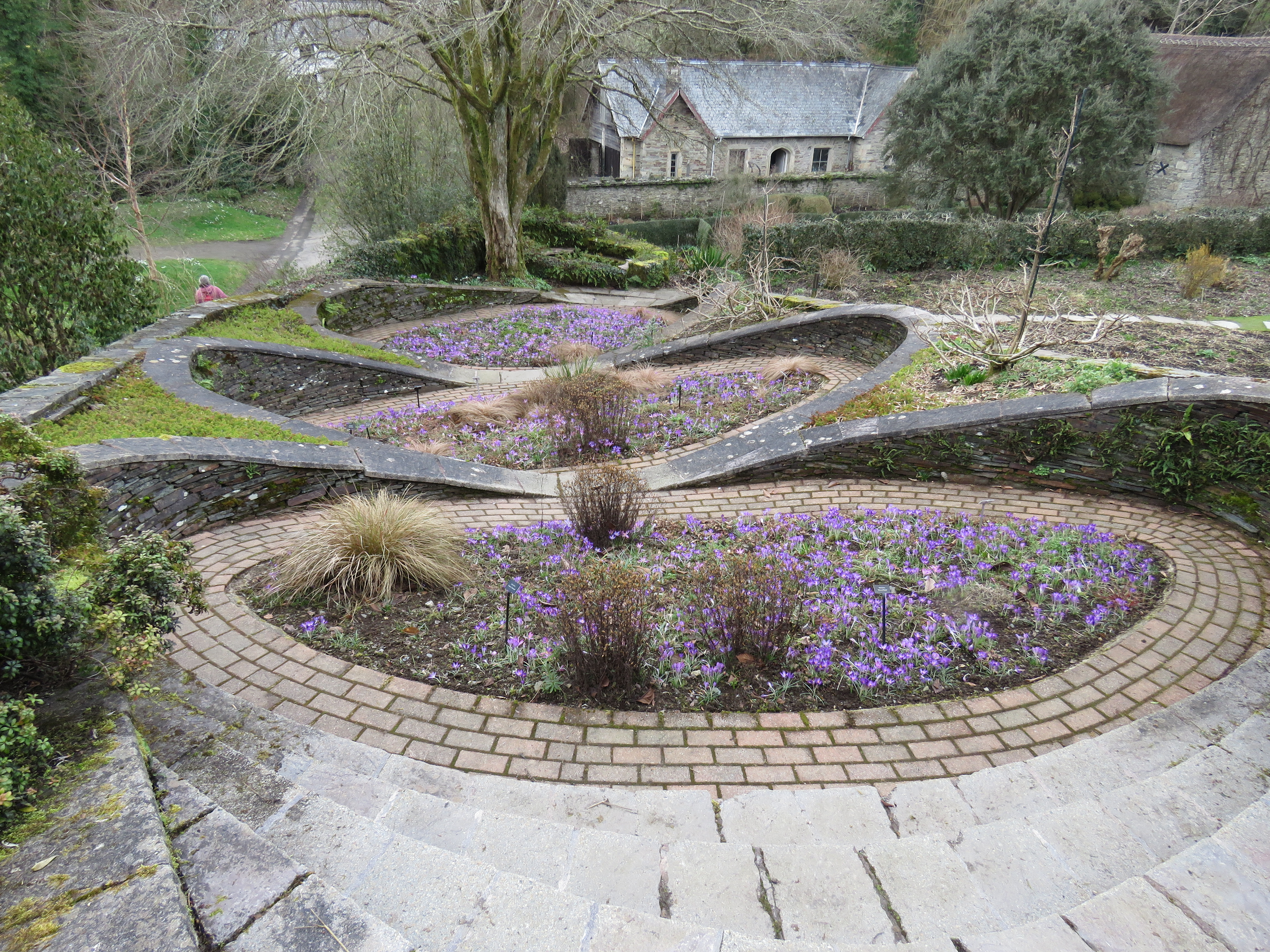 Crocus planting at The Garden House, Buckland Monachorum.d Monachorum