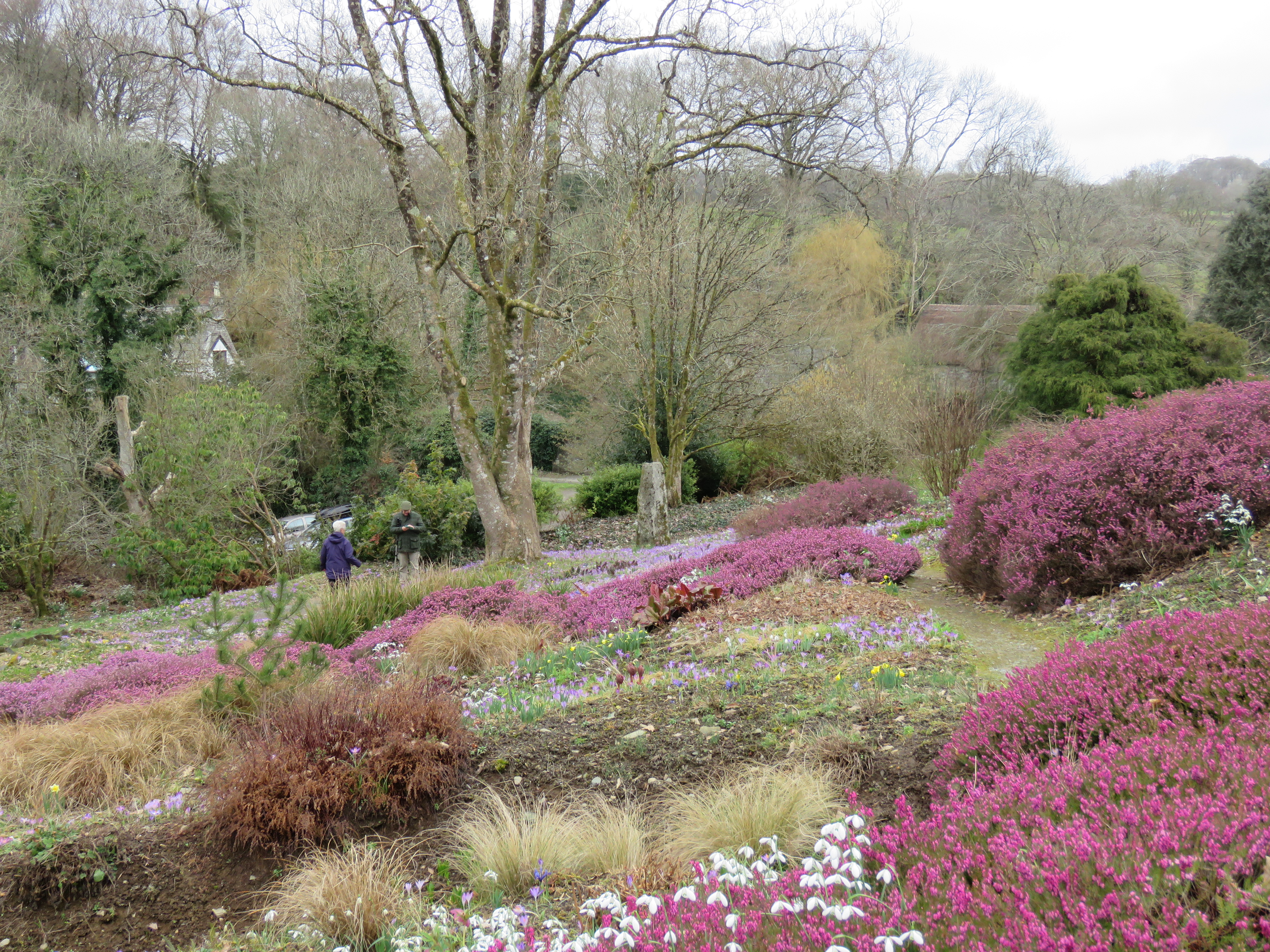 Carpets of heather and snowdrops in the woodland garden at The Garden House, Buckland Monachorum