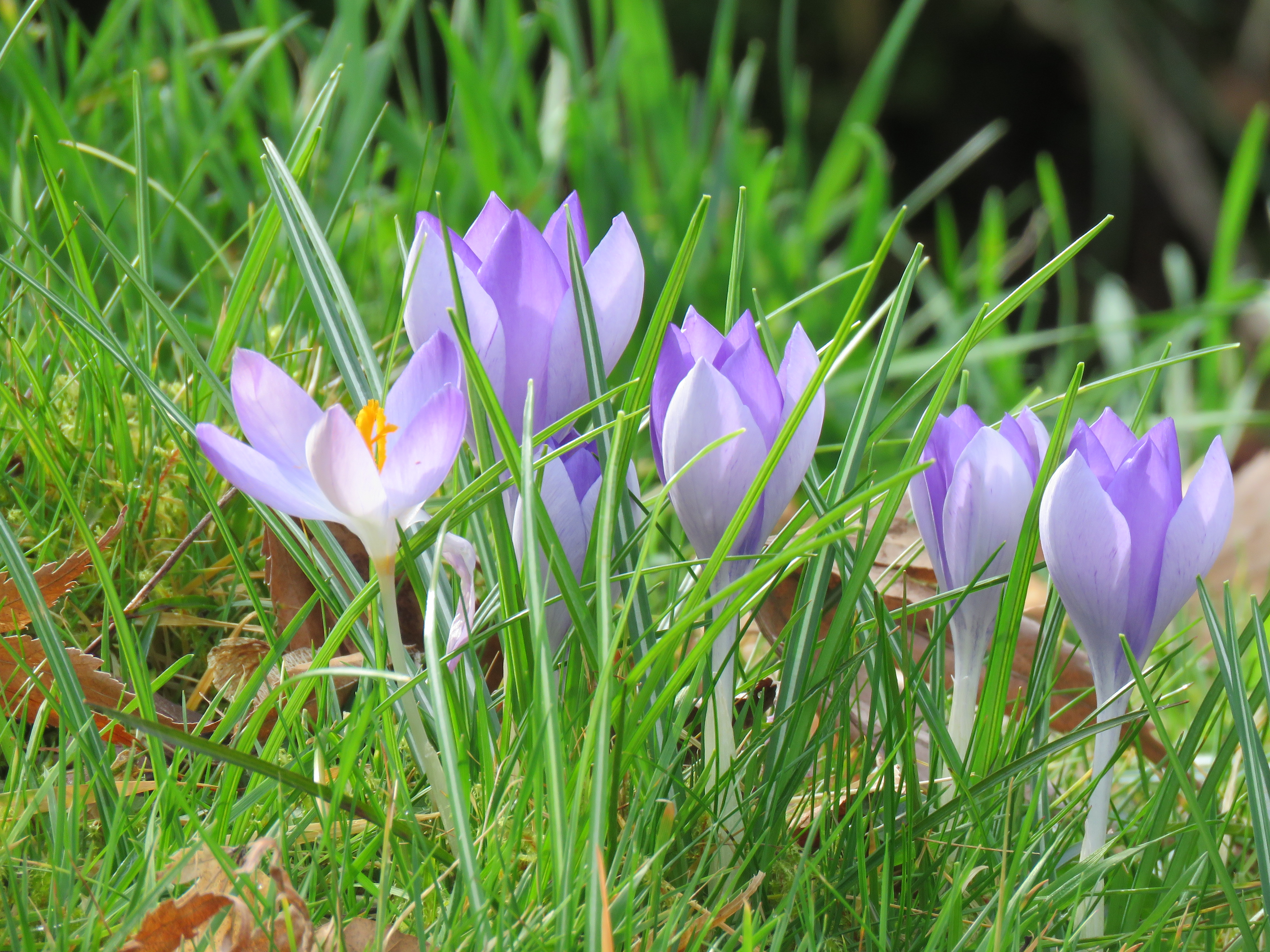 Crocus at The Garden House, Buckland Monachorum.